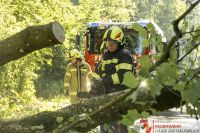 _2026-06-04 Baum über Strasse B141 Pramwald-1646